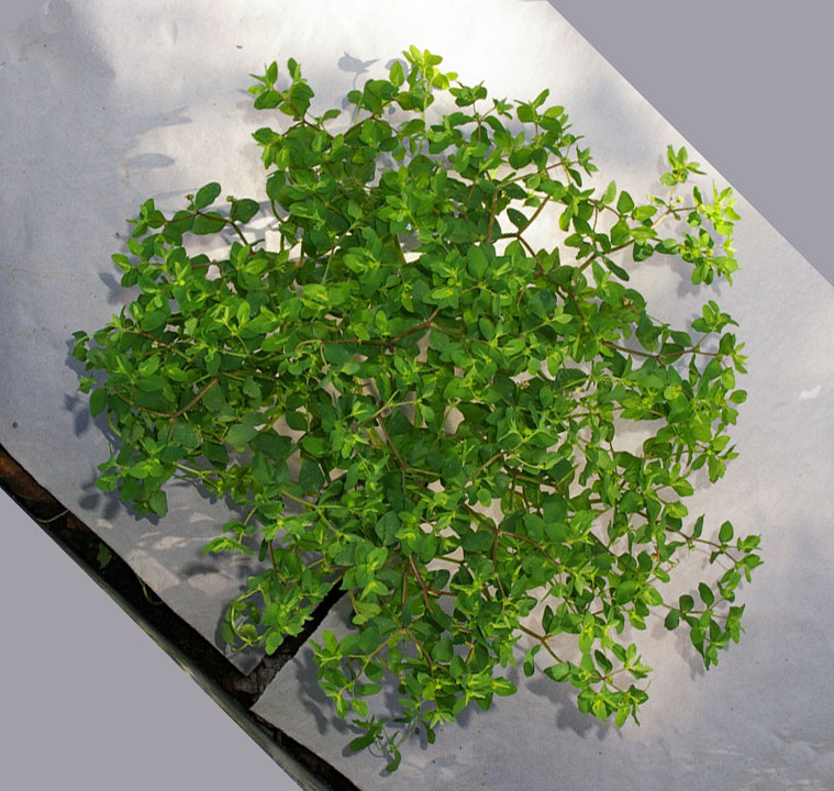 Euphorbia peplus / Euforbia minore